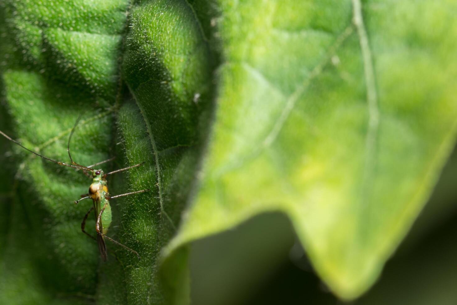 insecto en una hoja foto