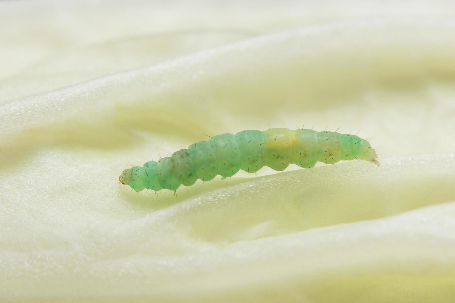 Green worm close-up photo