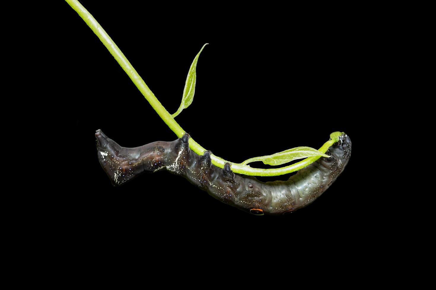 oruga marrón en una planta foto