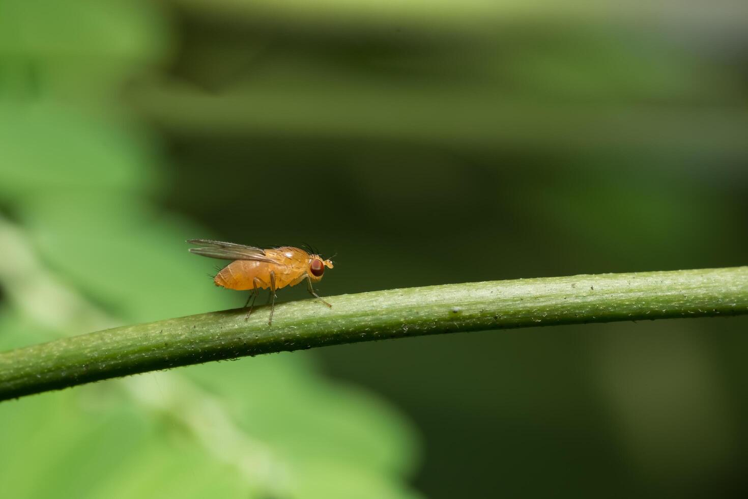 mosca de la fruta en una hoja foto