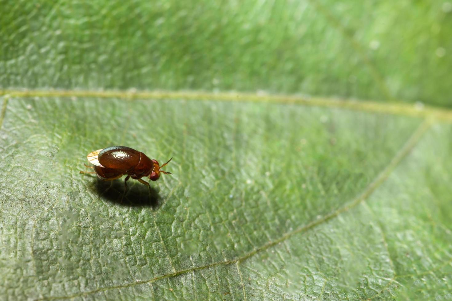 Escarabajo de la hoja de cucurbitáceas rojas en la hoja foto