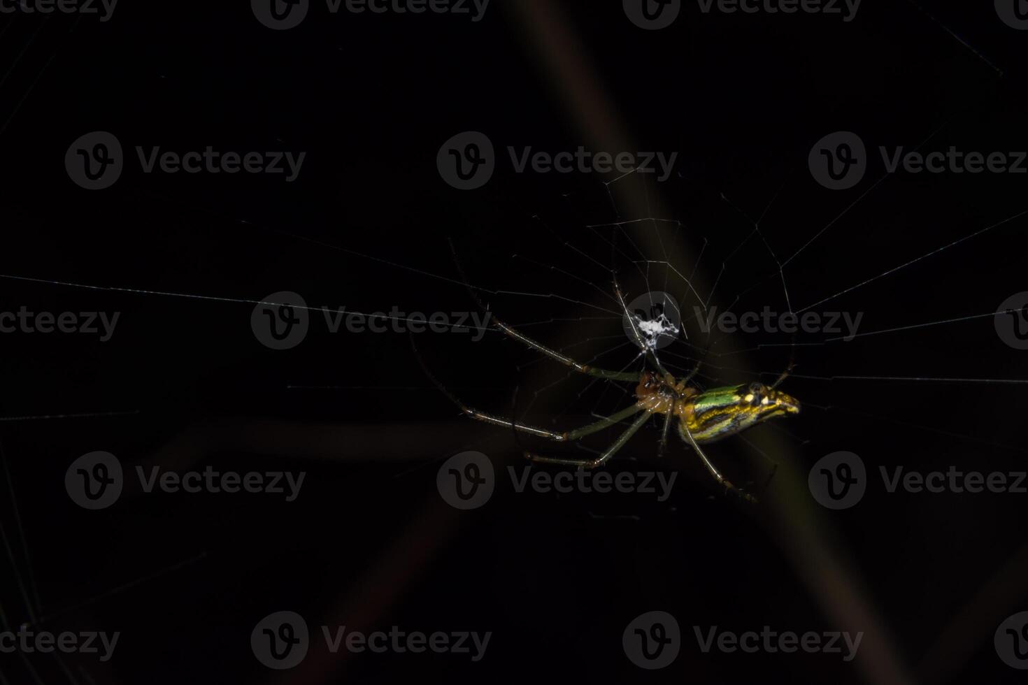 A spider with a green and yellow body is on its web photo