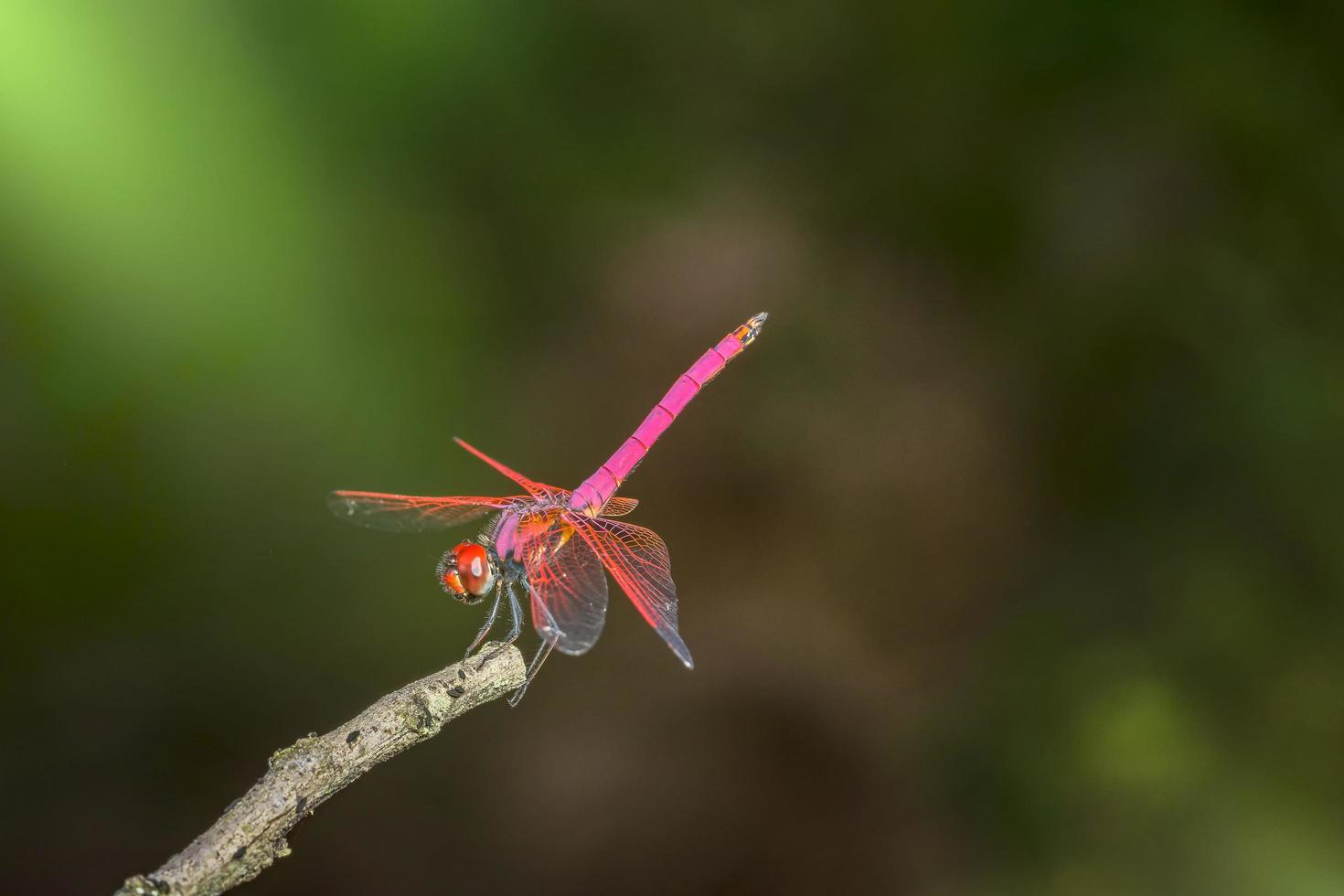 Red dragonfly on green background photo