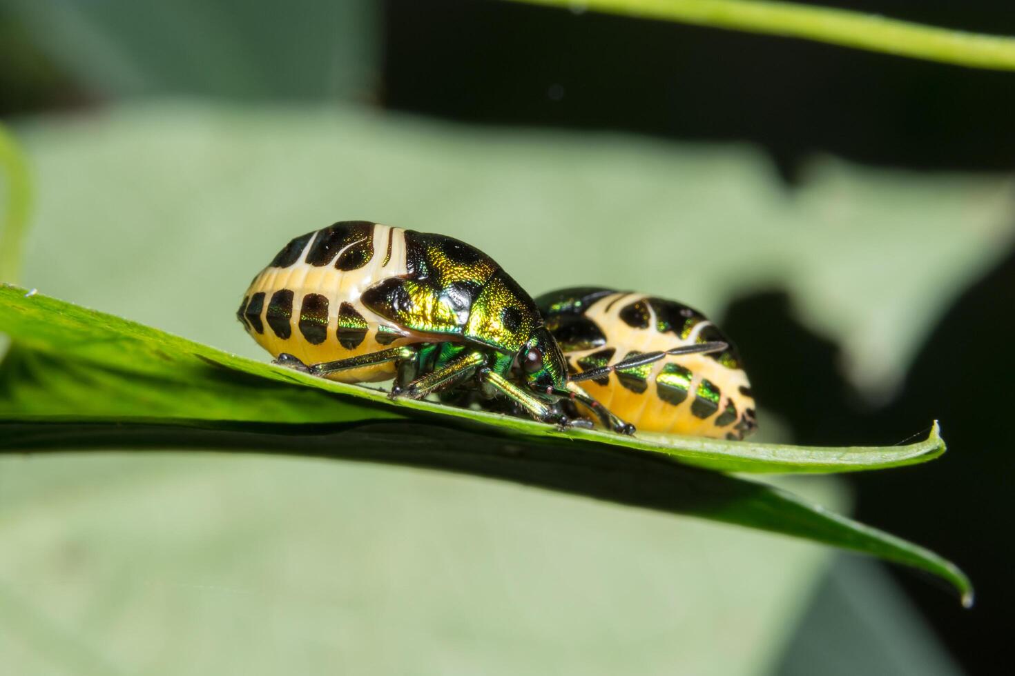 Ladybugs on a leaf photo