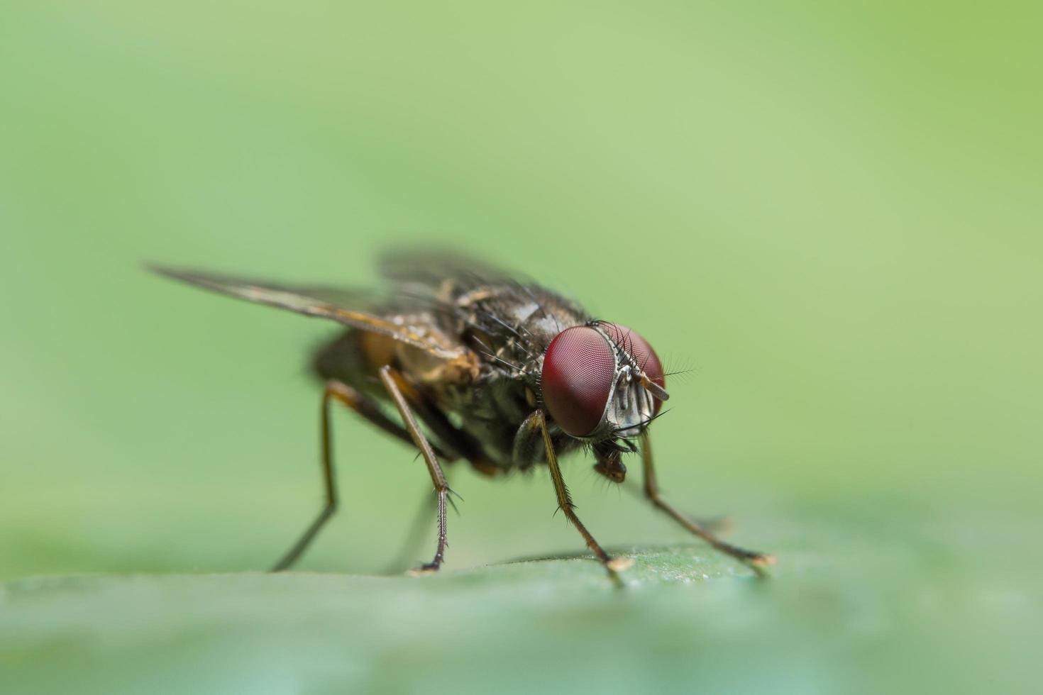 Close-up of fly on a leaf photo