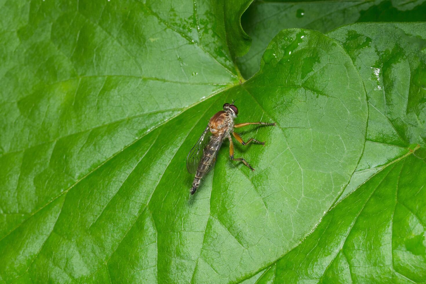 Robber fly on leaf photo