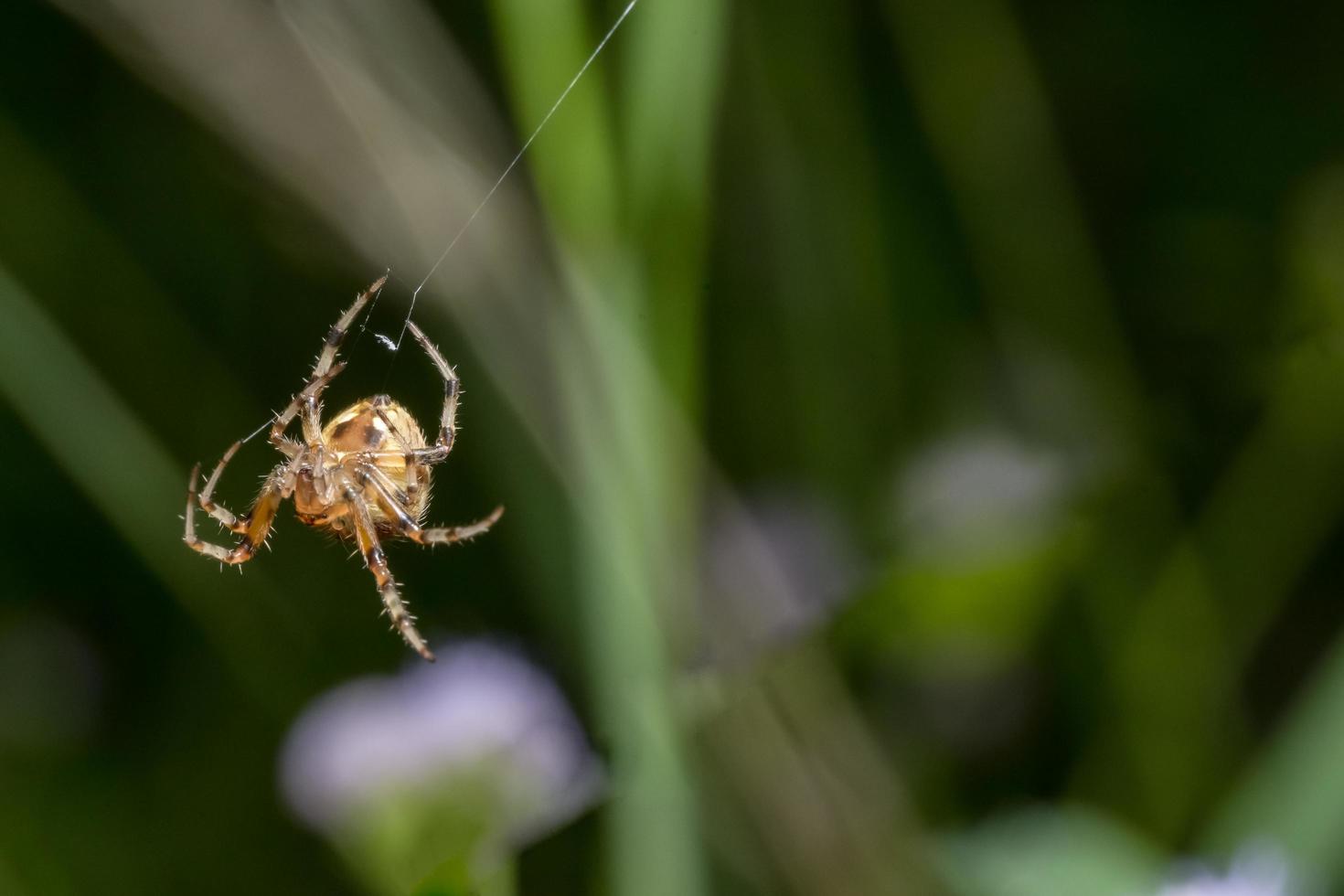 araña en la telaraña foto