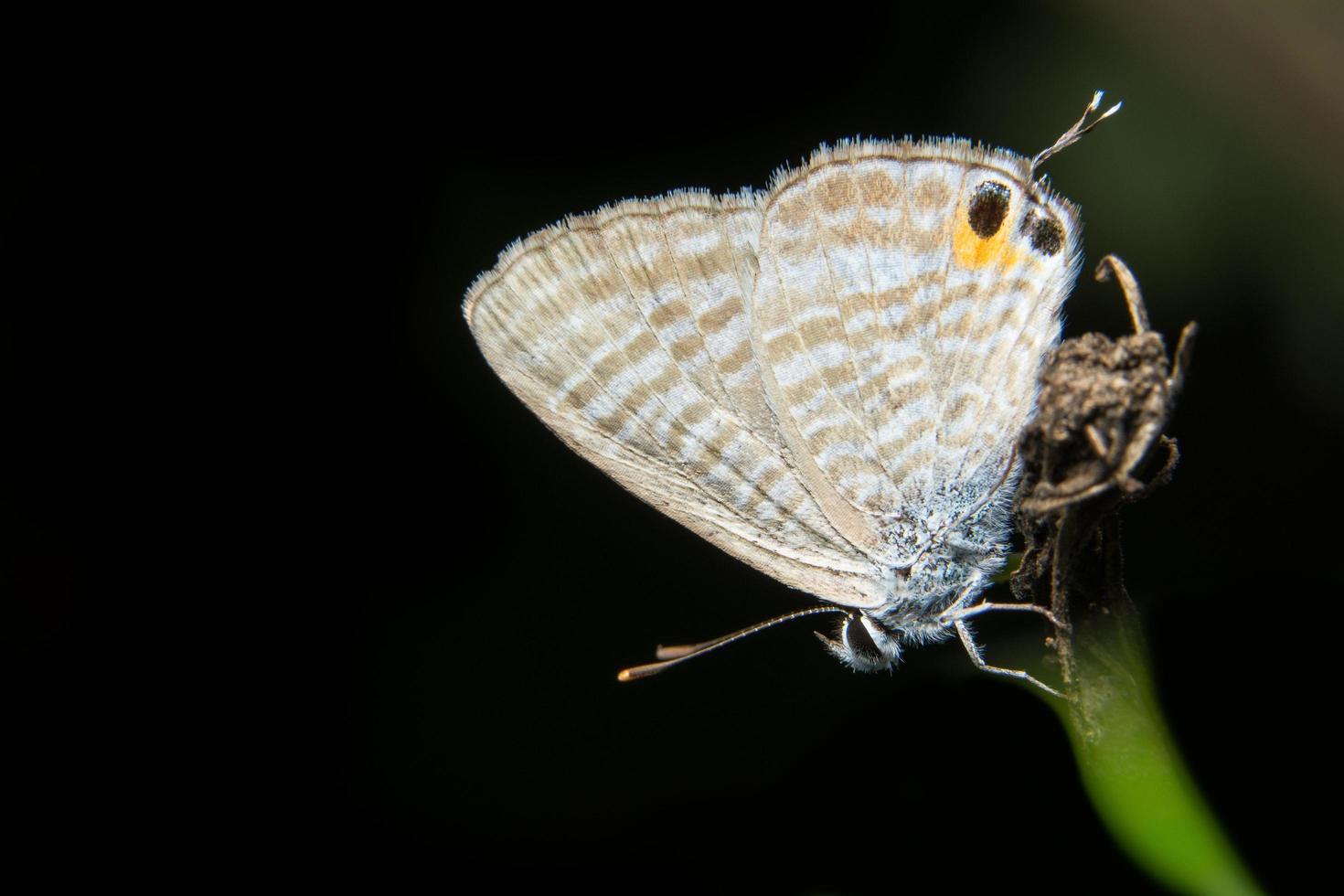 Brown butterfly on black background photo