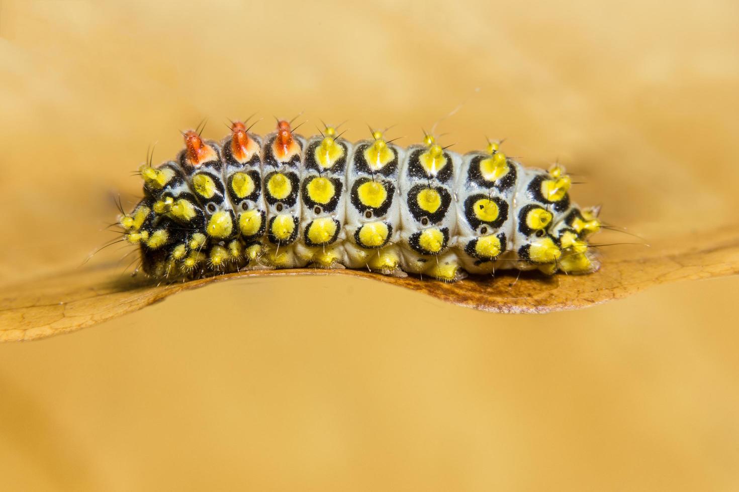 Caterpillar on a dry leaf photo
