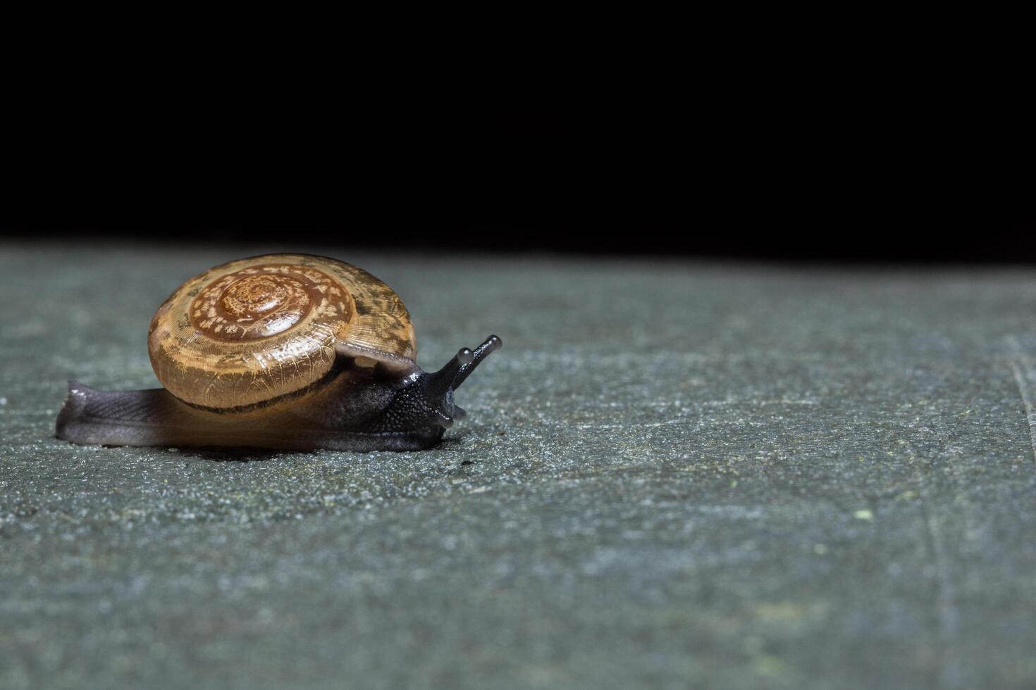 Snail on a grey surface photo