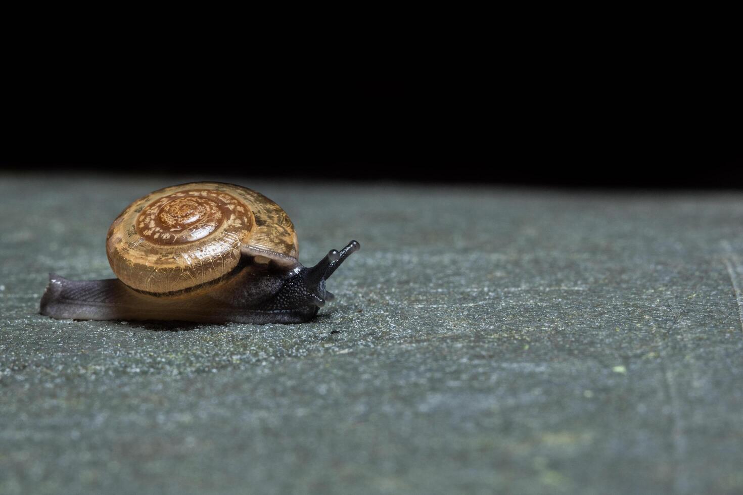 caracol sobre una superficie gris foto