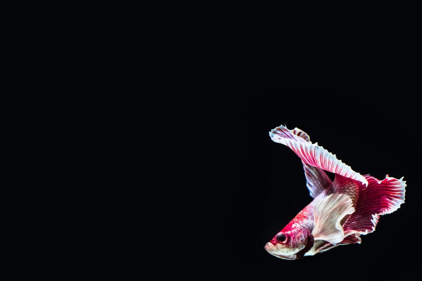 Betta splendens on black background photo