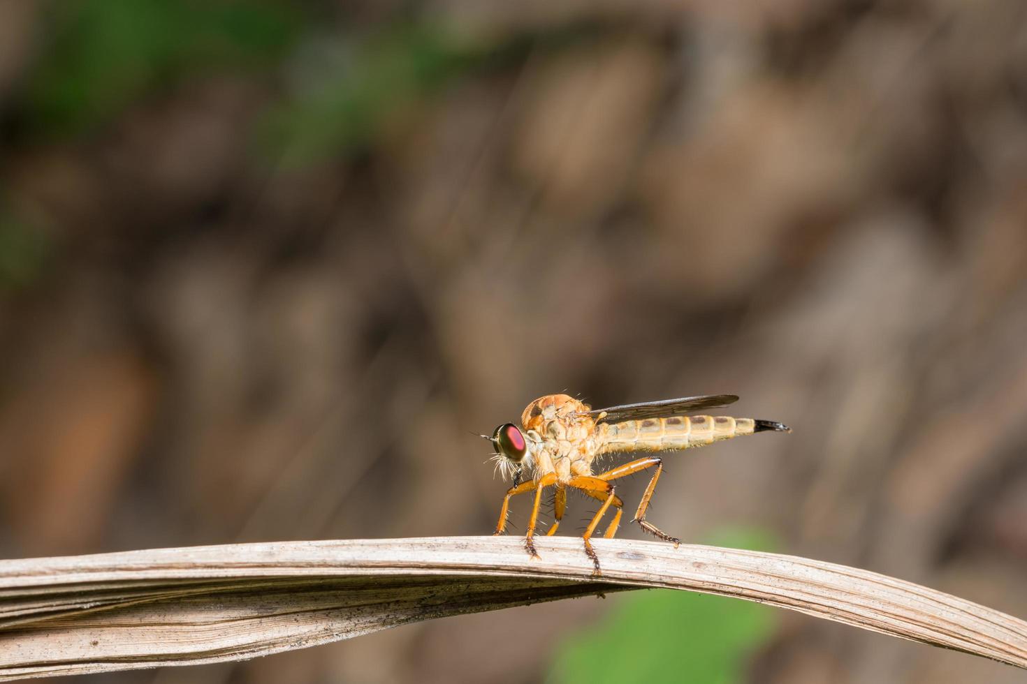 Robberfly on a leaf photo