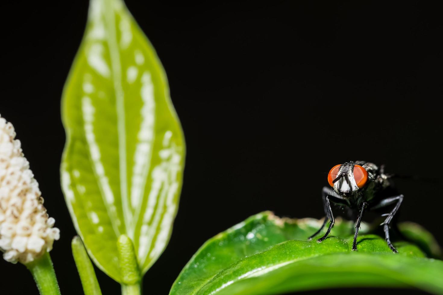 Fly on a leaf photo