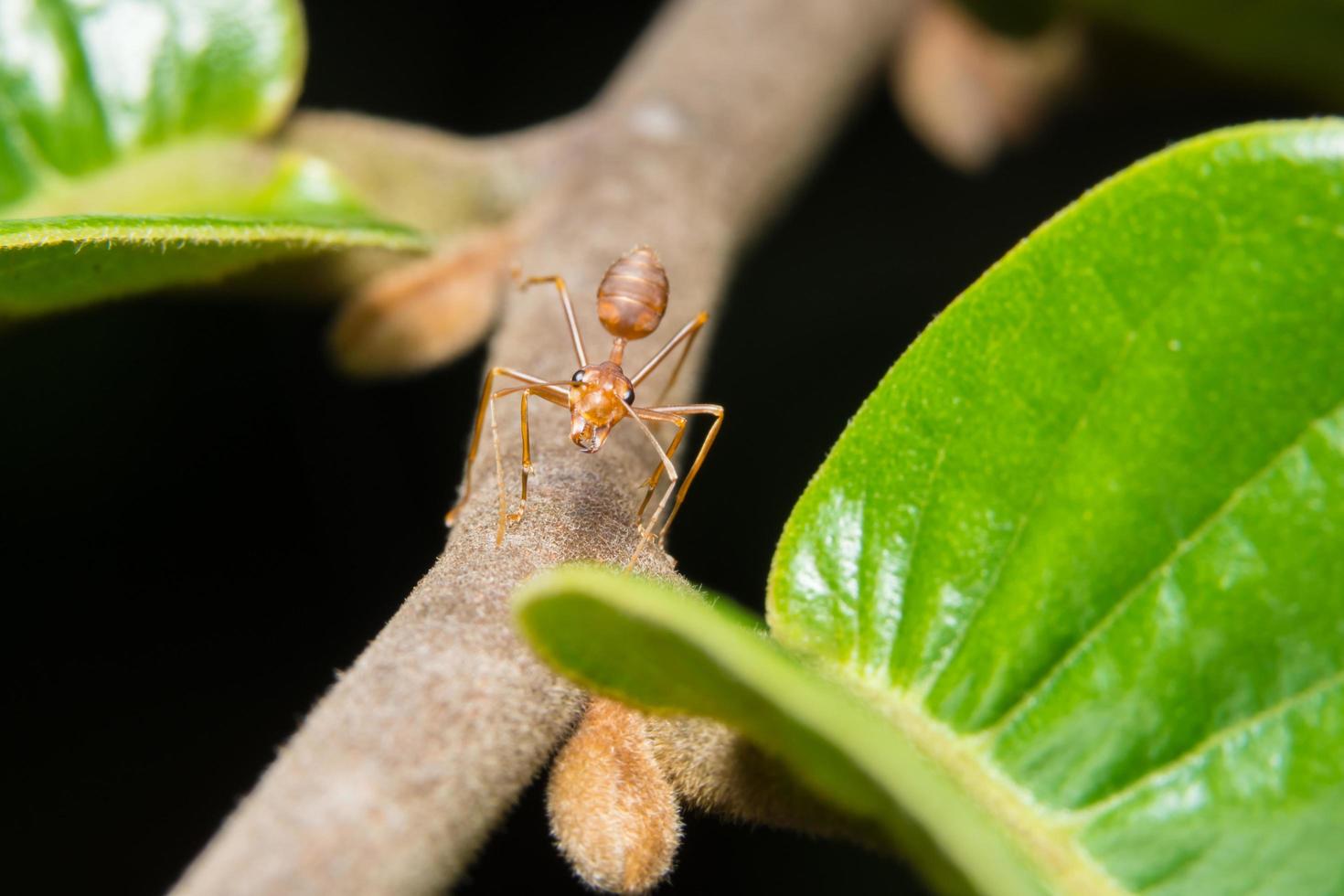 hormiga roja en una rama foto