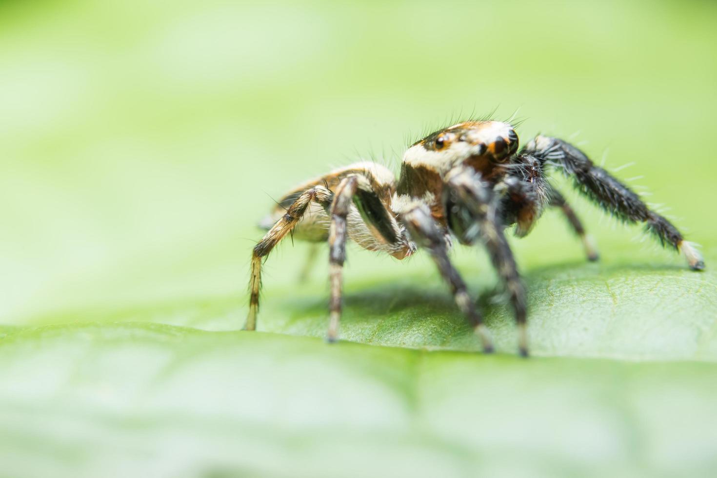 araña en una hoja verde foto