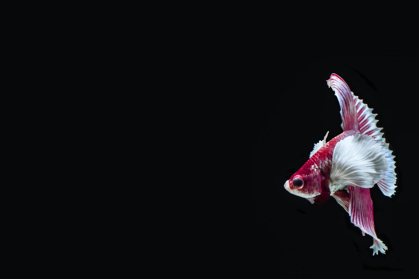 Betta splendens on black background photo