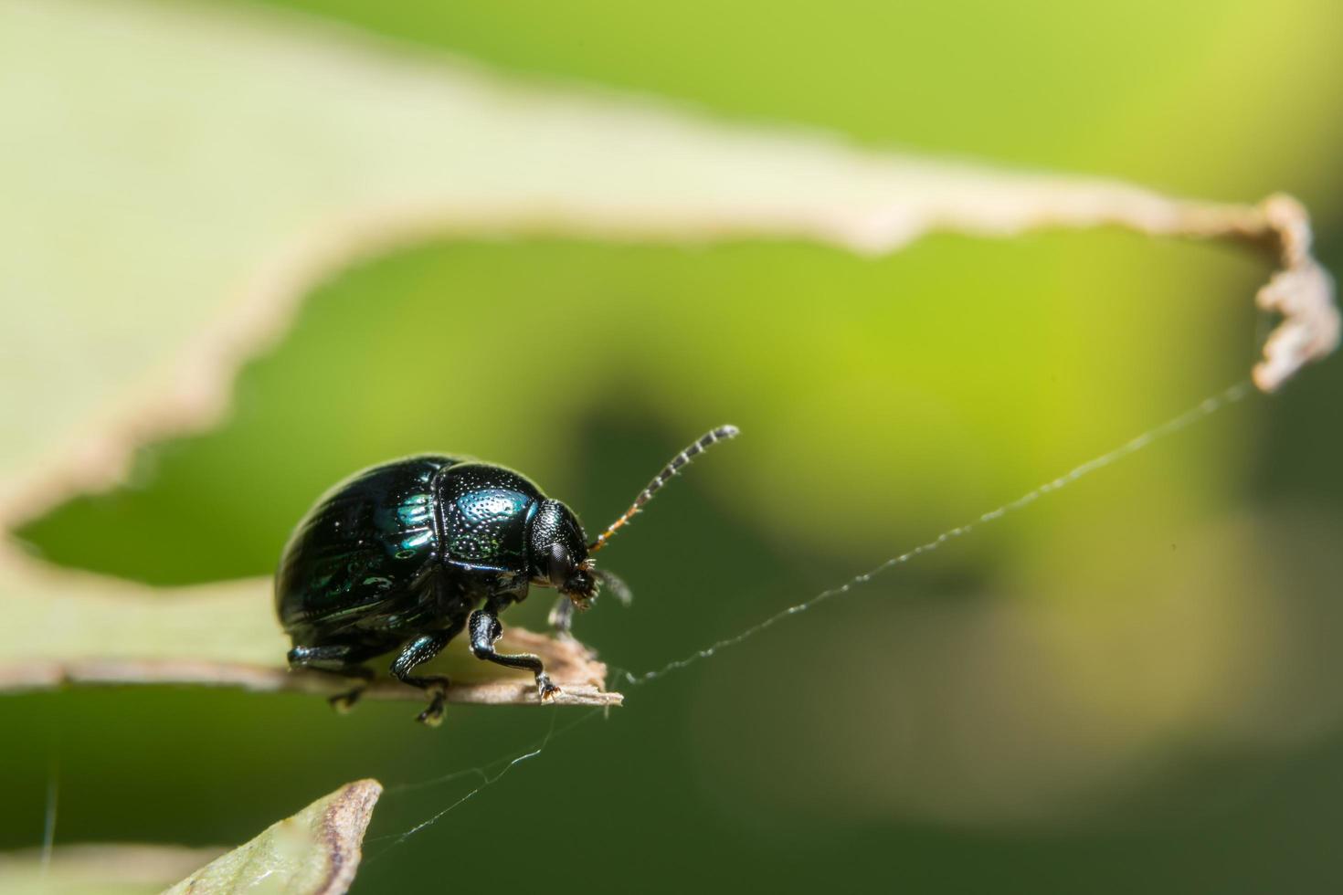 Beetle on a leaf photo