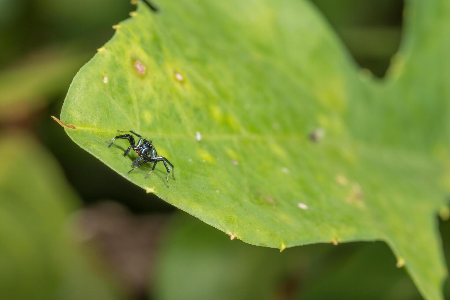 Spider on a leaf photo