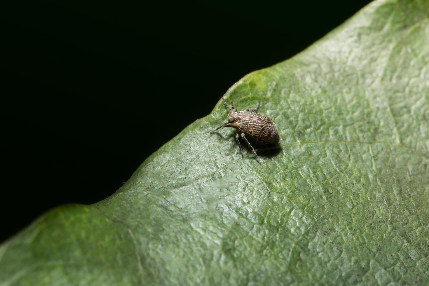 Planthopper on a leaf photo