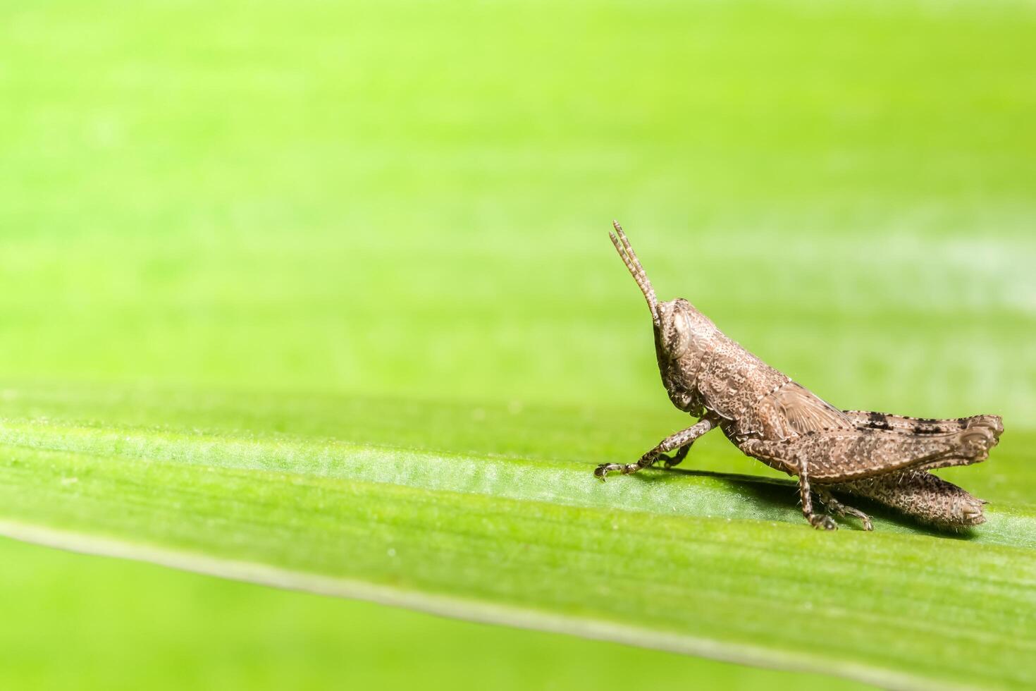 Grasshopper on a leaf photo