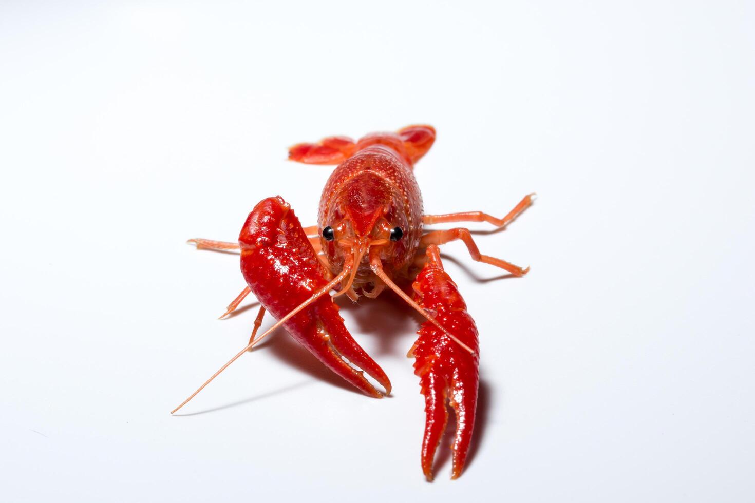 Crayfish on white background photo