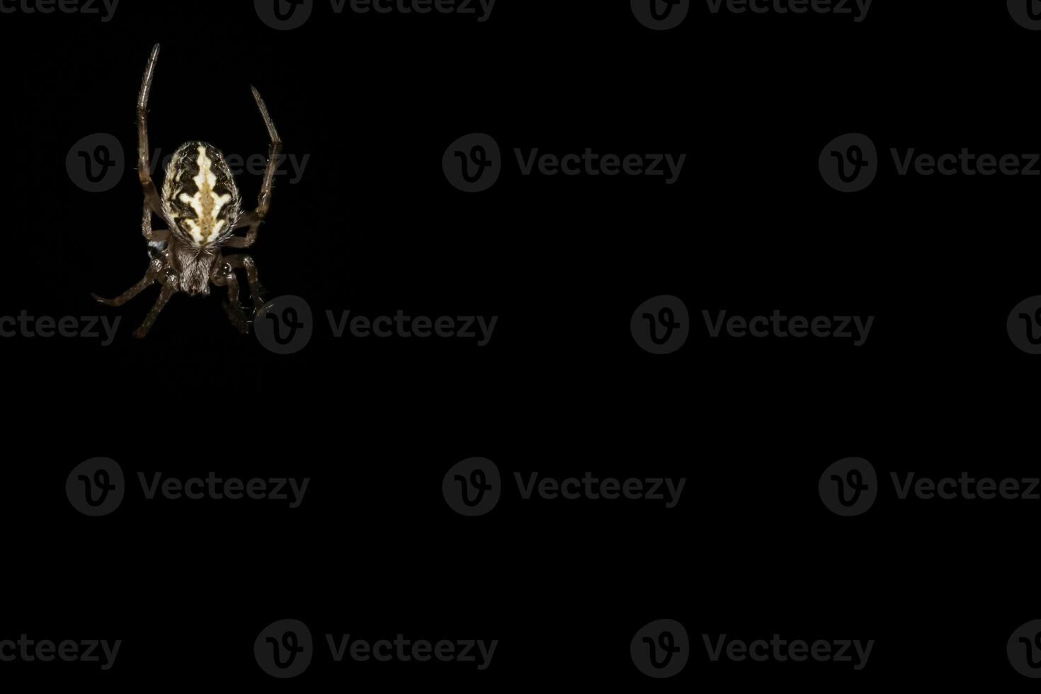 A spider is shown in the dark photo