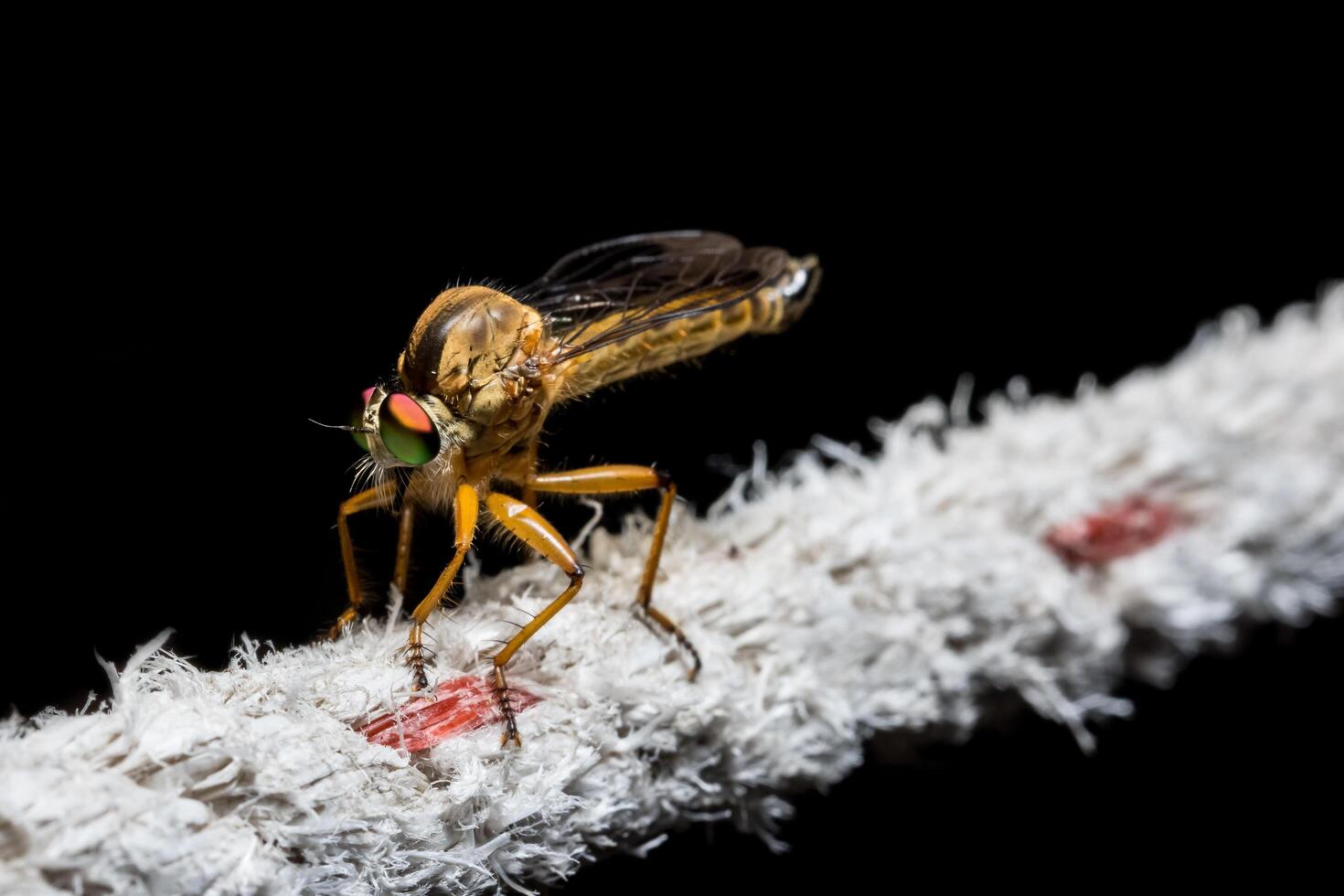 Robberfly on a rope photo
