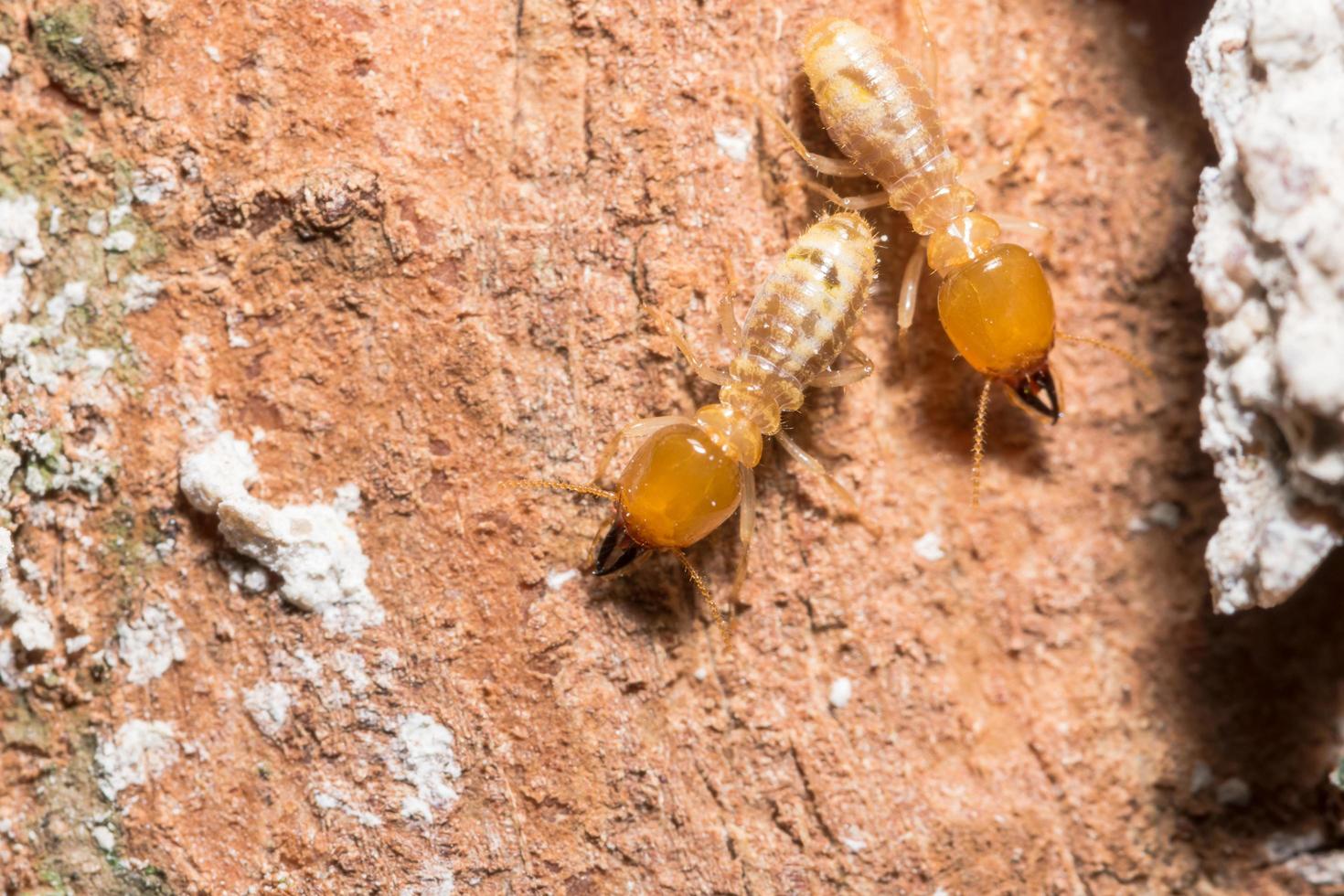 Termites on a log photo