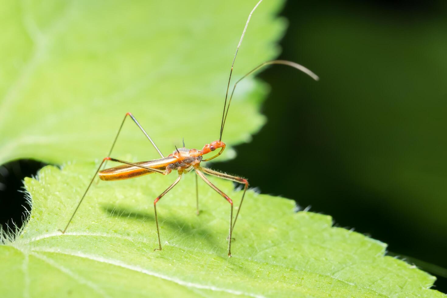 Insect on a leaf photo