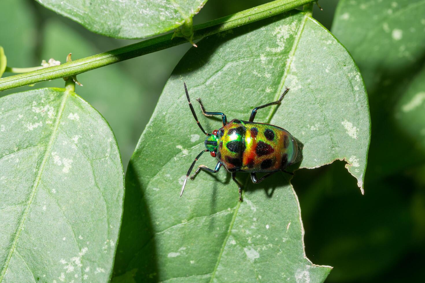 insecto verde esmeralda foto