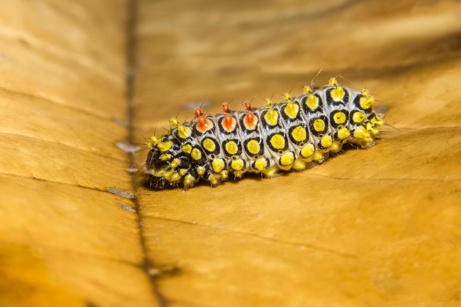 Caterpillar on a dry leaf photo