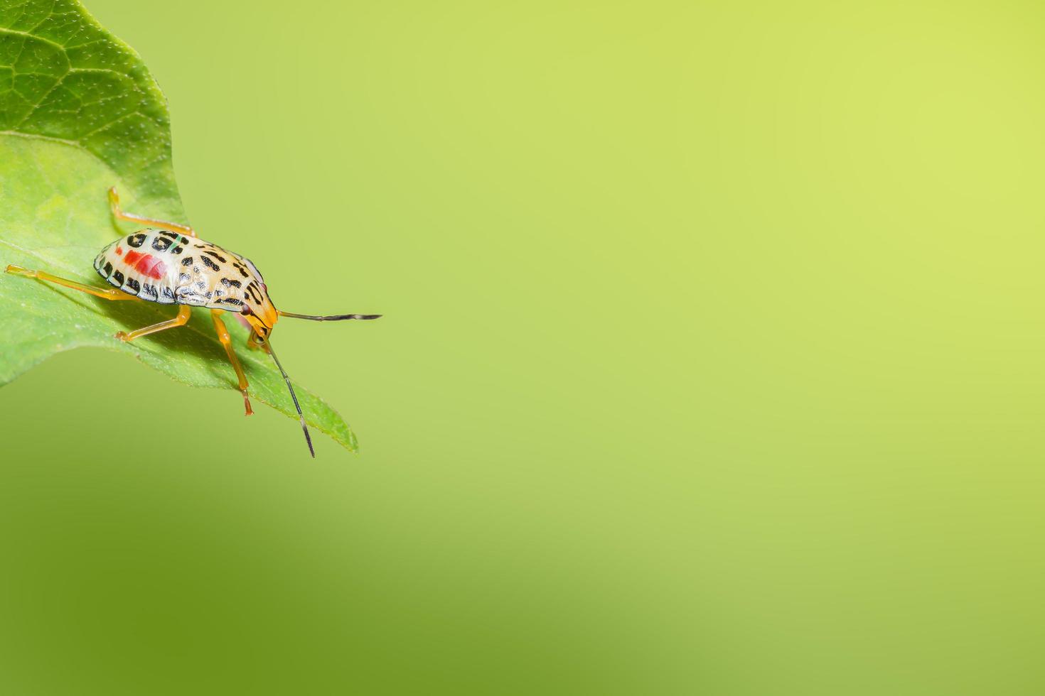 hemiptera amarilla en una hoja foto