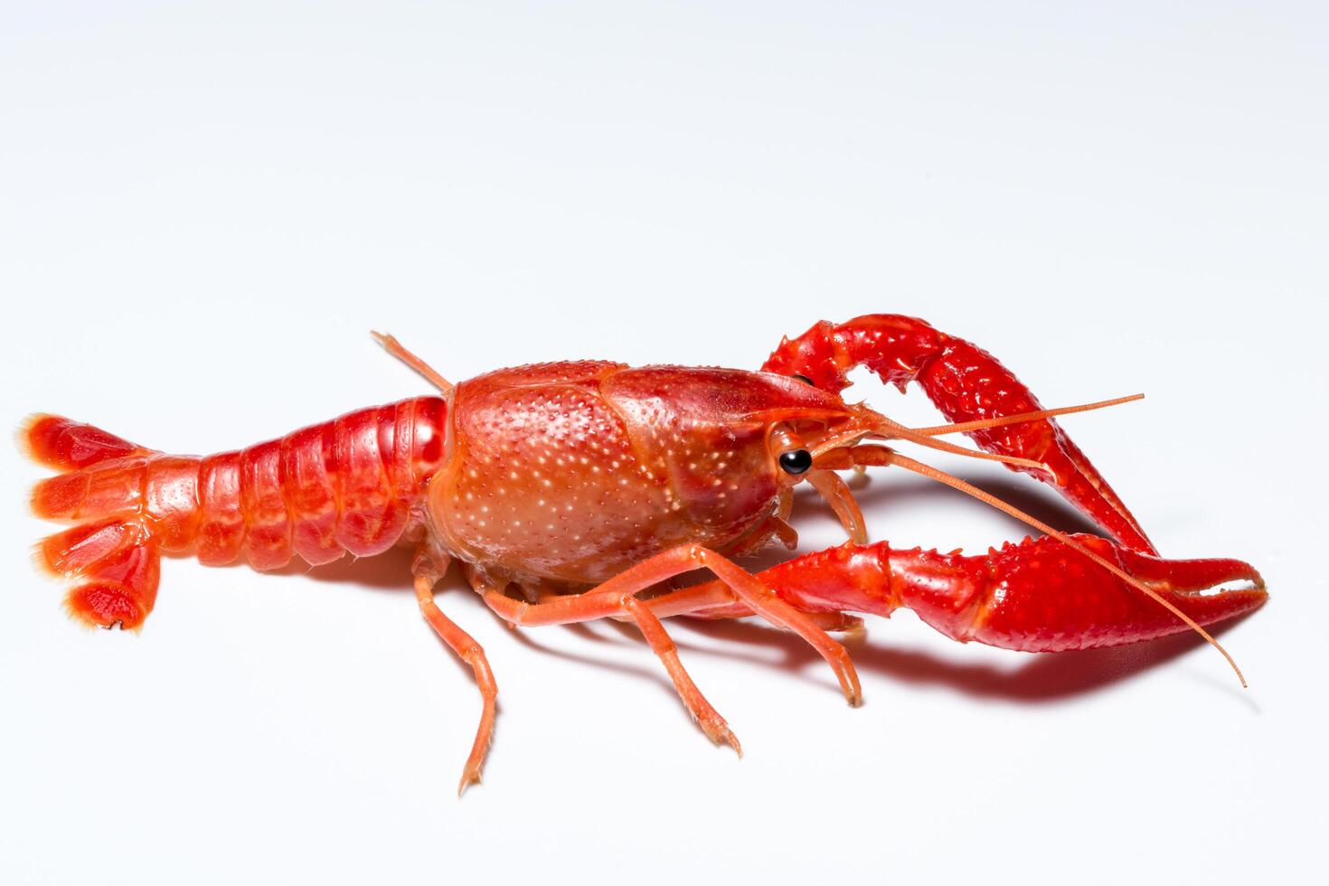 Crayfish on white background photo