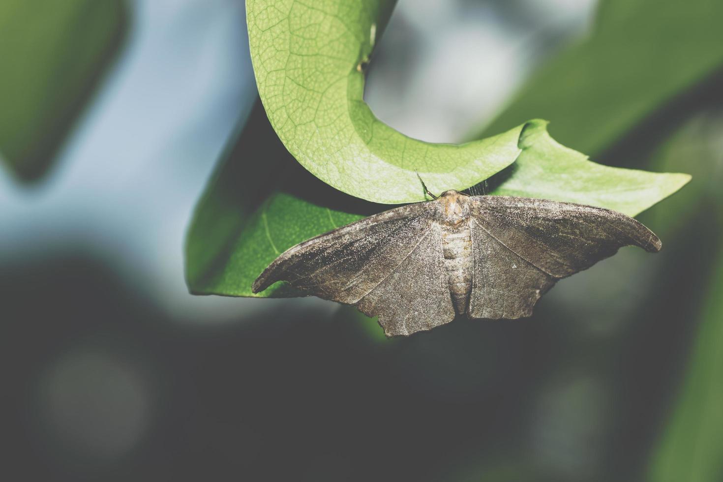 Moth on a leaf photo