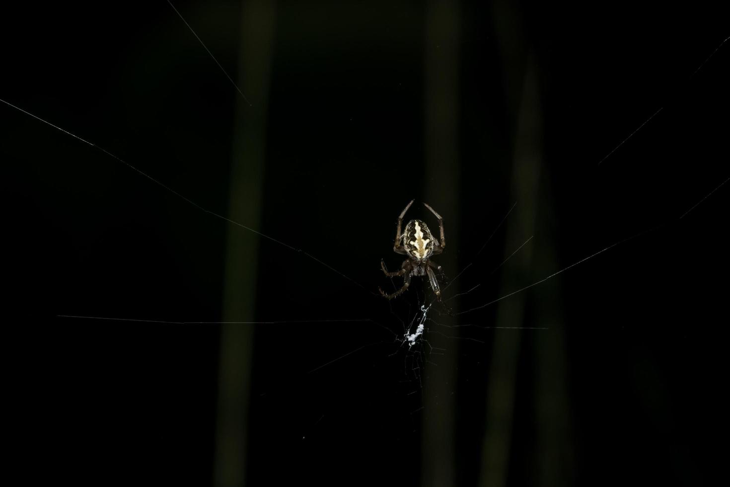 Spider in the spider web photo