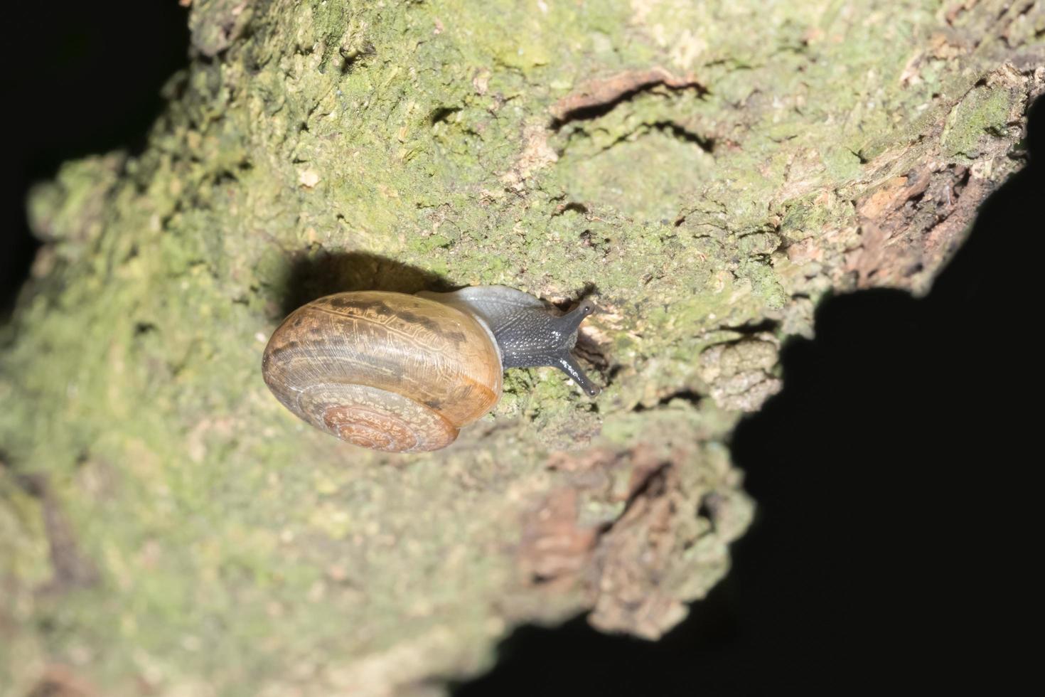 caracol en una rama foto