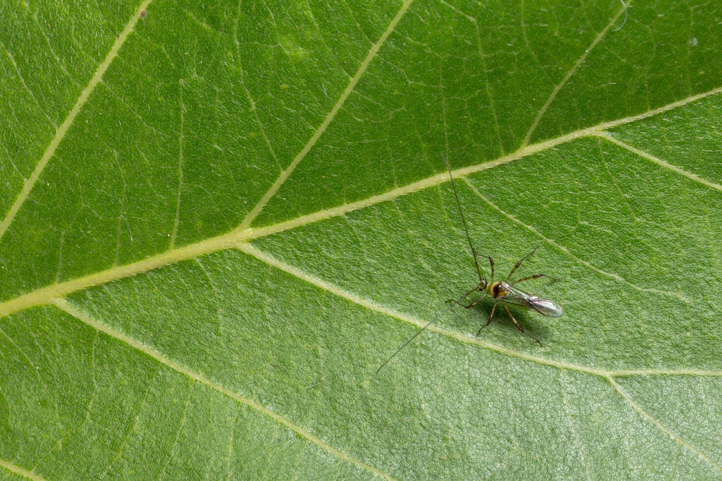 Insect on a leaf photo