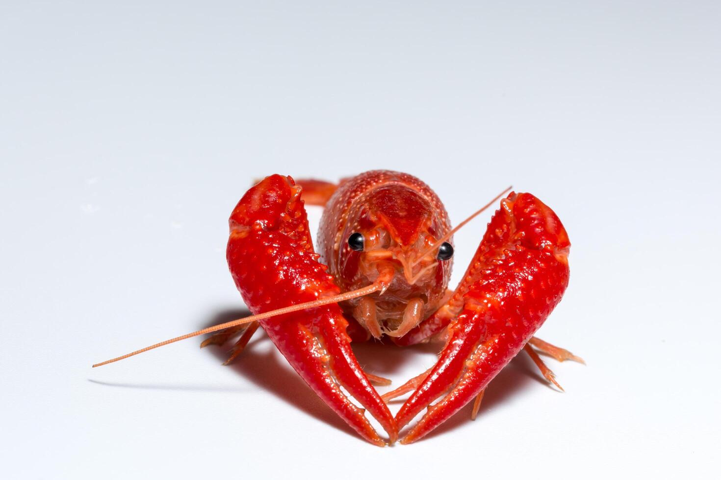 Crayfish on white background photo