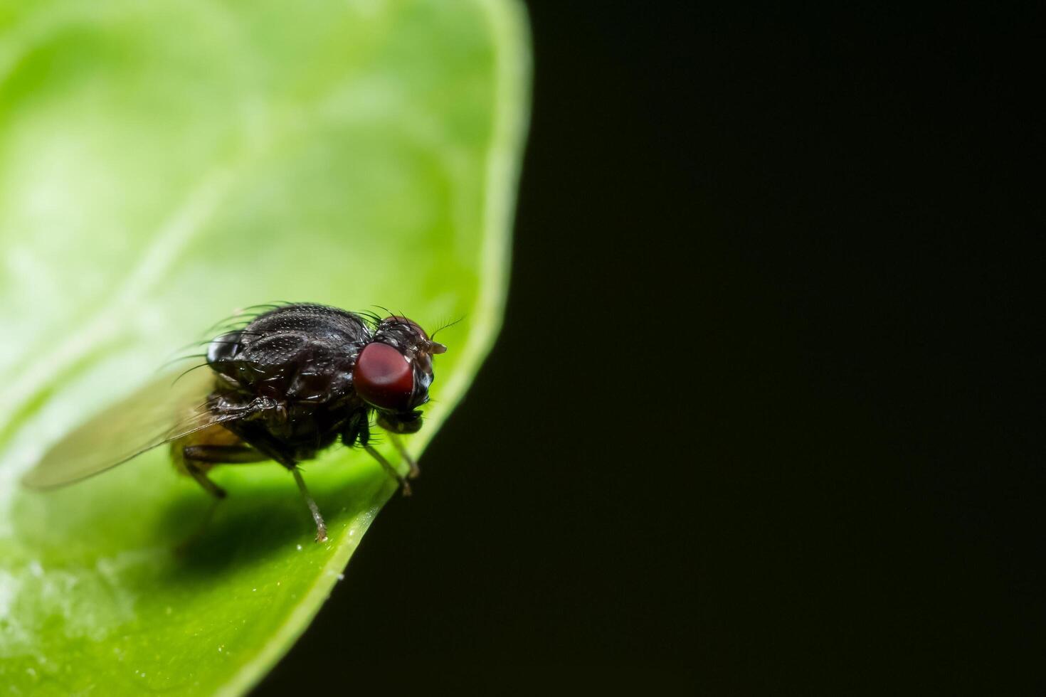 Drosophila on a leaf photo