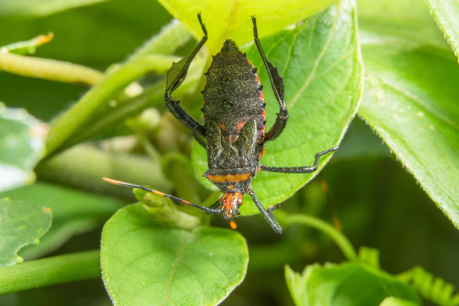 Hemiptera on a leaf photo