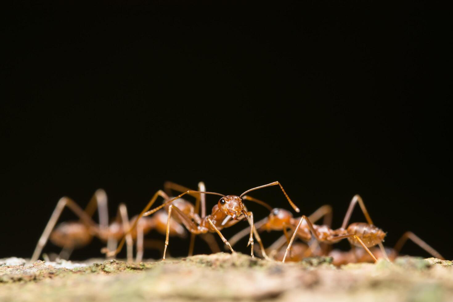 Red ants on a tree photo