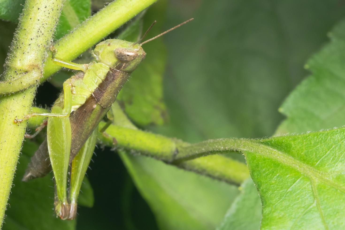 Grasshopper on a leaf photo