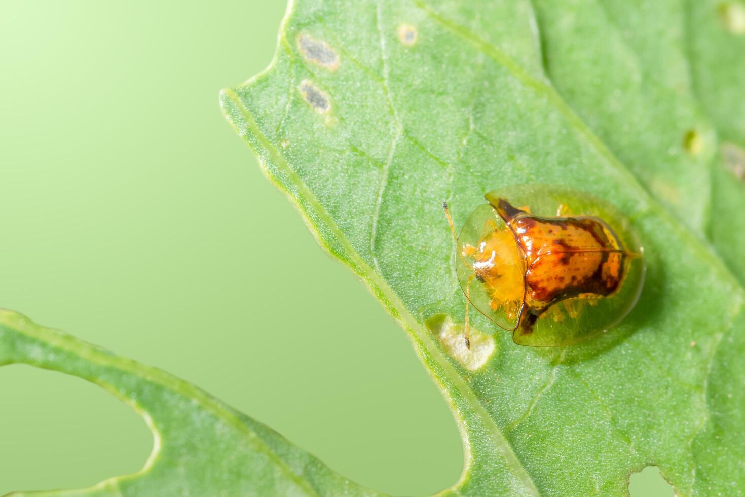 Yellow ladybug on a leaf photo