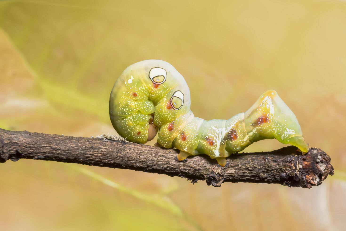 Worm on a branch photo