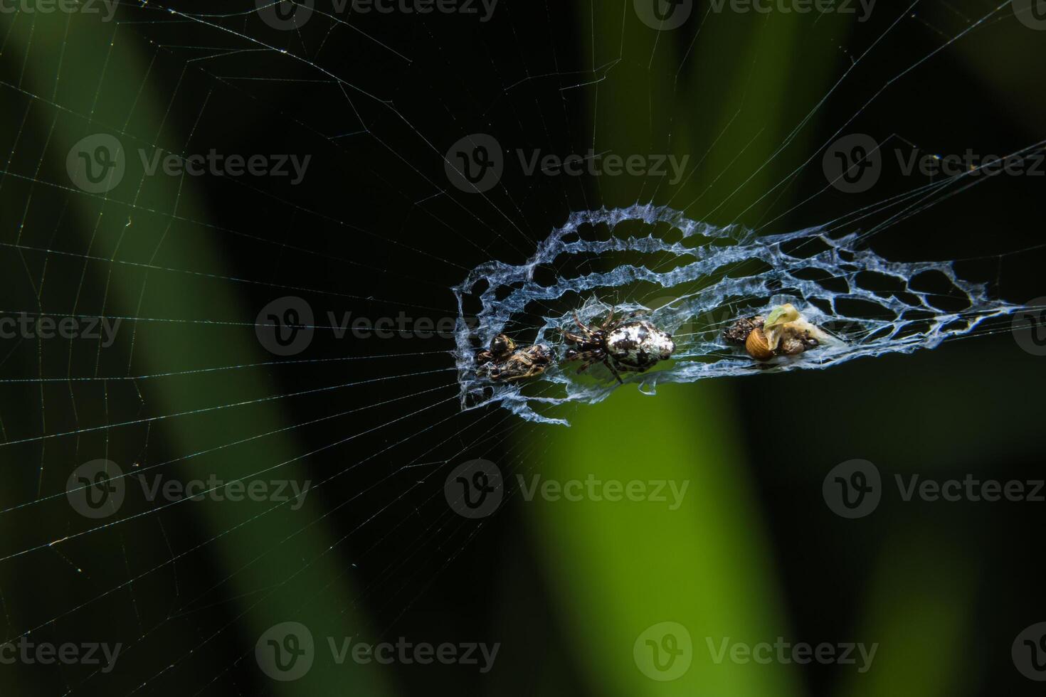 A spider web with two spiders on it photo