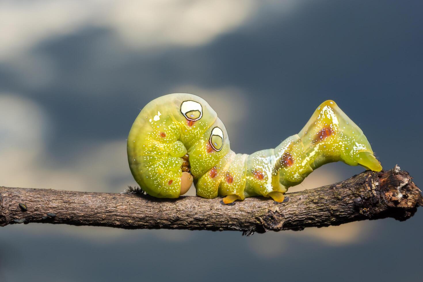 Worm on a branch photo