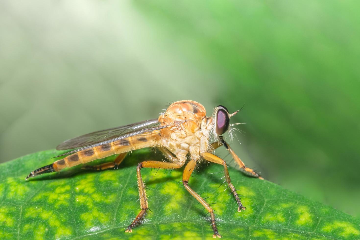 Robberfly on a leaf photo