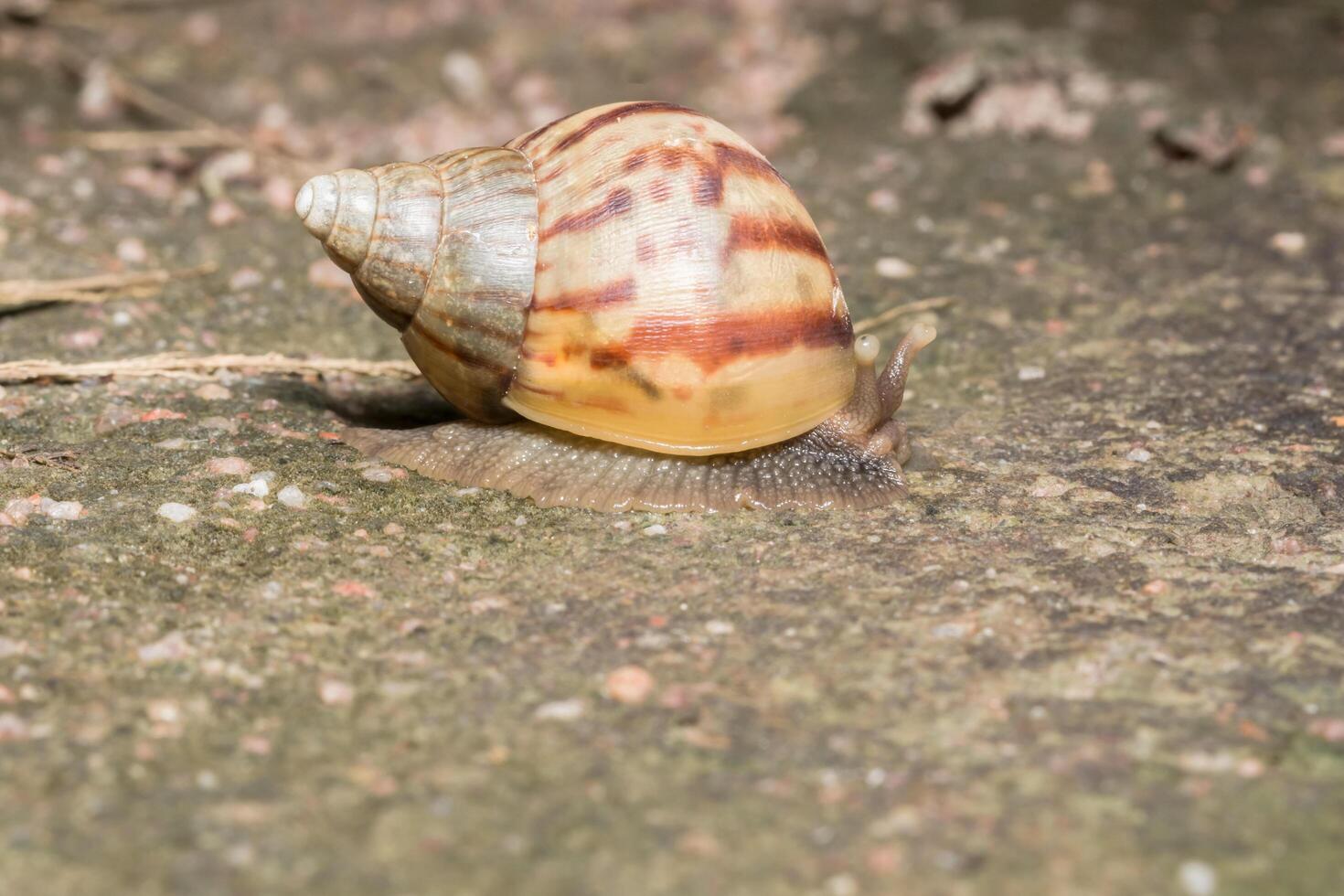 caracol en el suelo foto