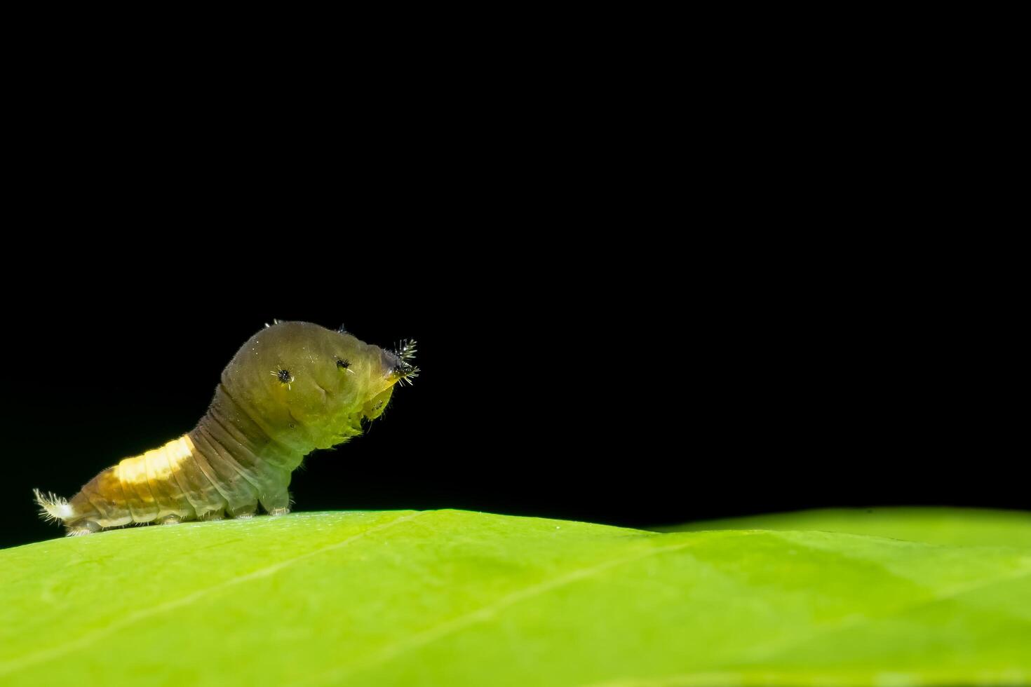 Worm on a leaf 1897793 Stock Photo at Vecteezy